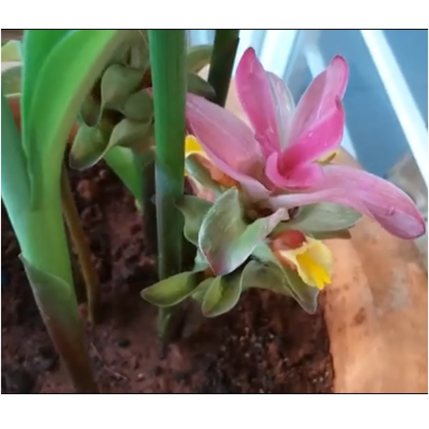 black_turmeric_curcuma_caesia_flowering_plant