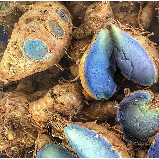 black_turmeric_curcuma_caesia_fresh_rhizomes_1