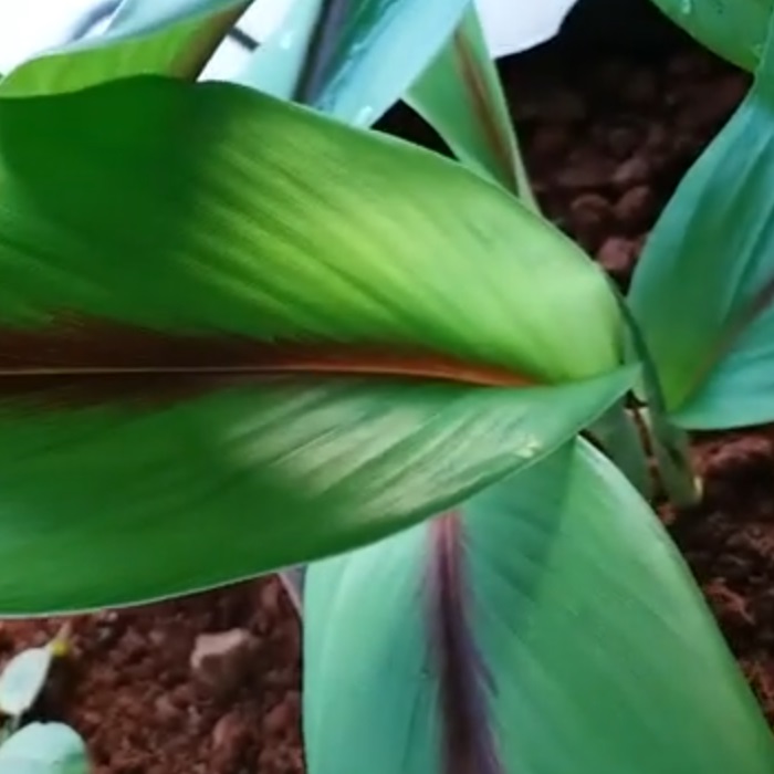 black_turmeric_curcuma_caesia_leaves