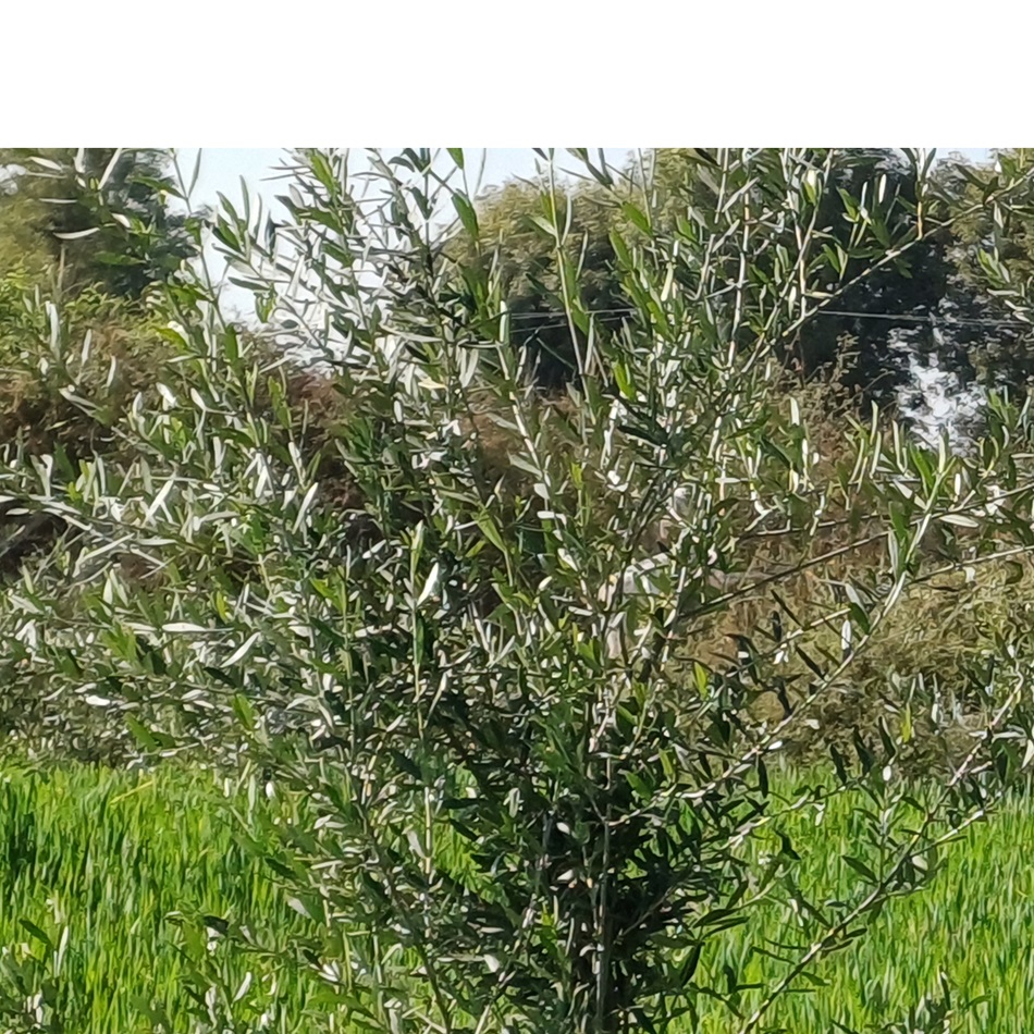olive_leaves_tree_fresh